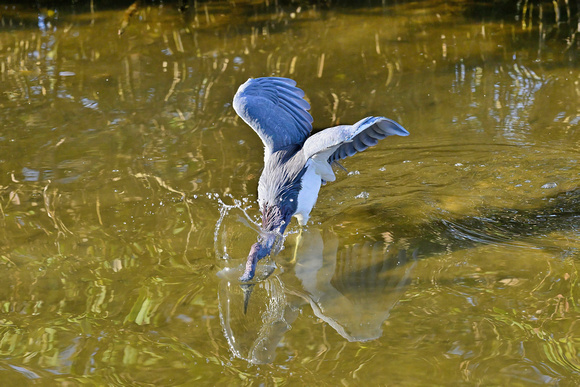 Tricolored heron.  250mm 1/3200 sec f8 Auto ISO 3600 -0.7EV.  1-11-23