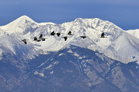 Sandhill Cranes - Monte Vista NWR