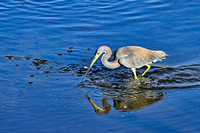 Tricolored heron with minnow.  1-10-23