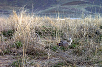 Sharp-tailed grouse trapping