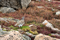 Ptarmigan study on Mount Evans