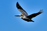 Brown pelican.  1-11-23
