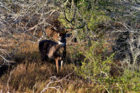 South Texas Deer & Javelina