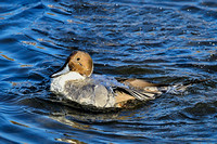 Northern pintail.  1-10-23