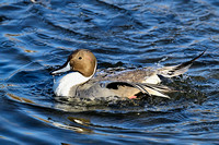 Northern pintail.  1-10-23