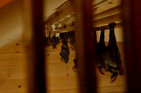 Bats