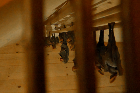 Bats