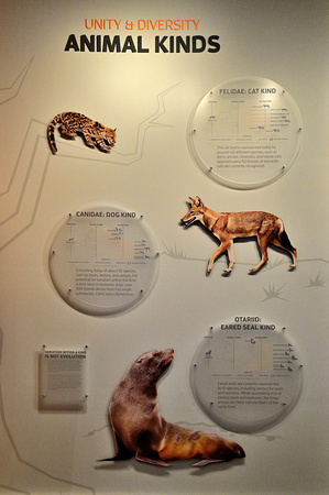 Animal kinds
